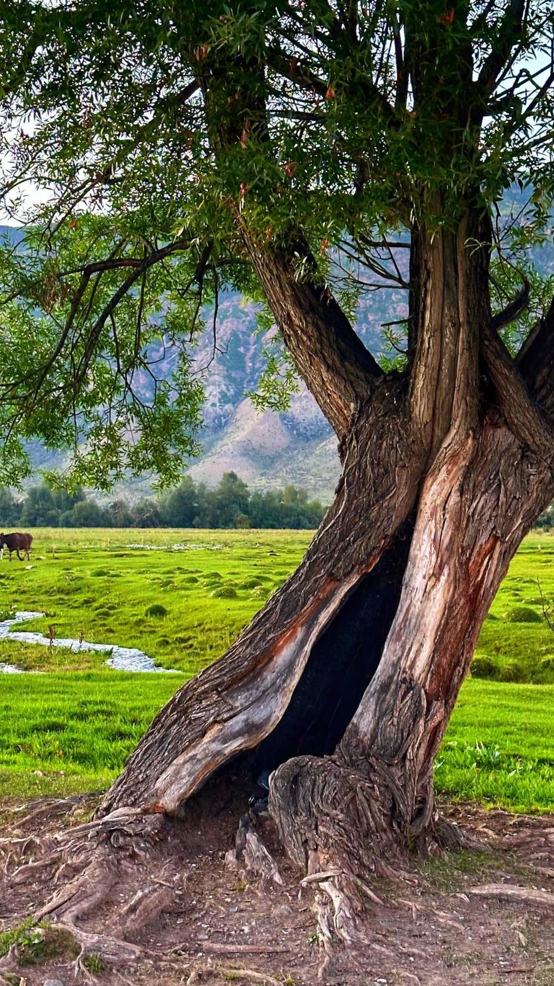 Kolsay Kazakh Village Saty Kültér fotó